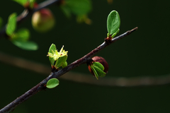 Colubrina viridis (Colubrina viridis)