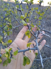 Colubrina viridis (Colubrina viridis)
