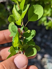 Colubrina viridis (Colubrina viridis)