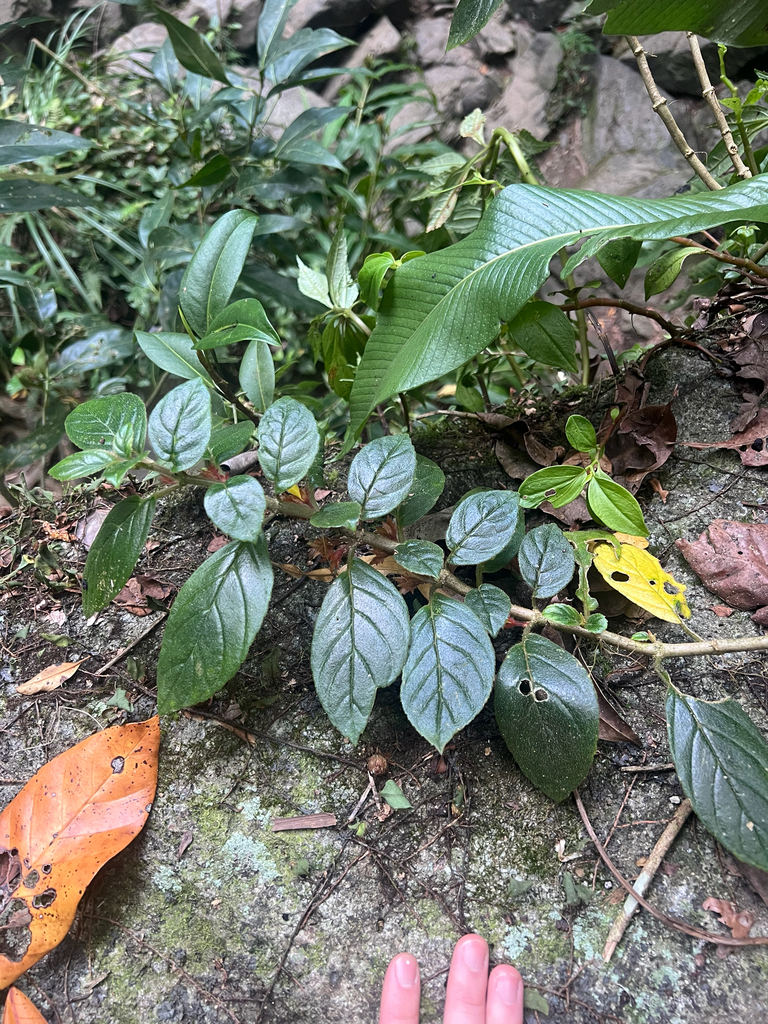 Tibey de cresta (Columnea ambigua)