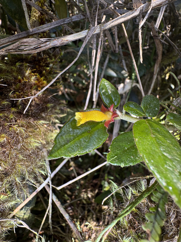 Tibey de cresta (Columnea ambigua)