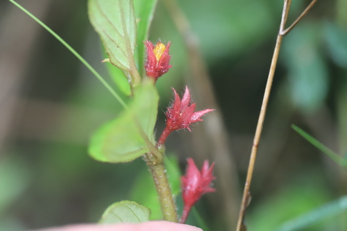 Tibey de cresta (Columnea ambigua)