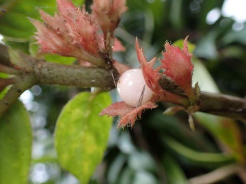 Tibey de cresta (Columnea ambigua)