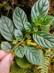 Tibey de cresta (Columnea ambigua)