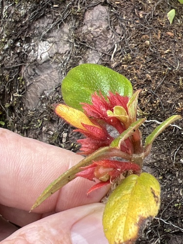 Tibey de cresta (Columnea ambigua)