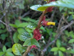 Tibey de cresta (Columnea ambigua)