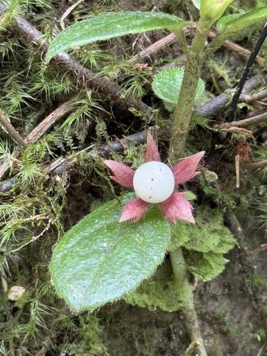 Tibey de cresta (Columnea ambigua)