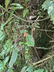 Tibey de cresta (Columnea ambigua)