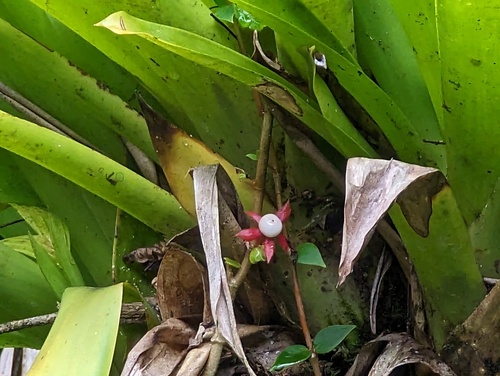 Tibey de cresta (Columnea ambigua)
