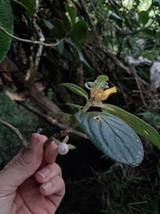 Tibey de cresta (Columnea ambigua)