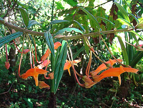 Columnea consanguinea: Known as Carpa Dorada or Goldfish Plant in its range from Venezuela to Peru. Photo from a garden in Nicaragua. In context at www.dixpix.ca/meso_america/Flora/ge