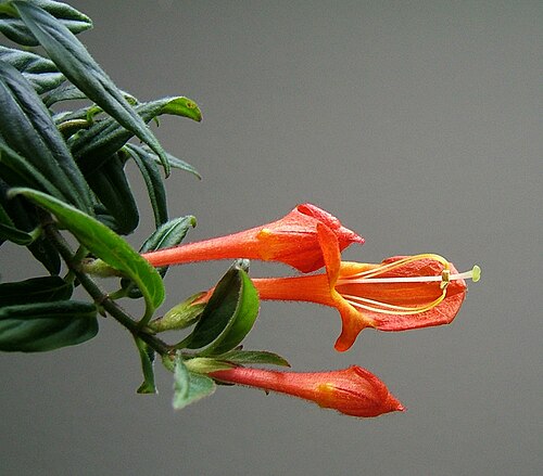 Columnea crassifolia: Goldfish Plant