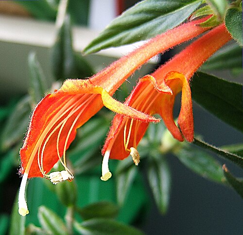 Columnea crassifolia: Goldfish Plant