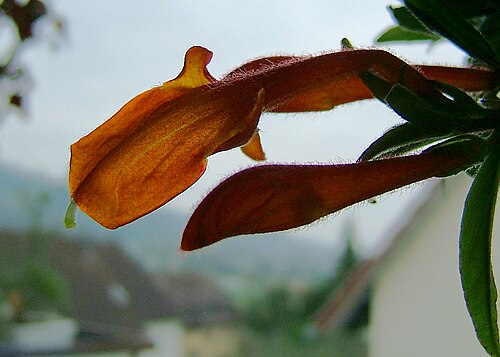 Columnea crassifolia: Goldfish Plant