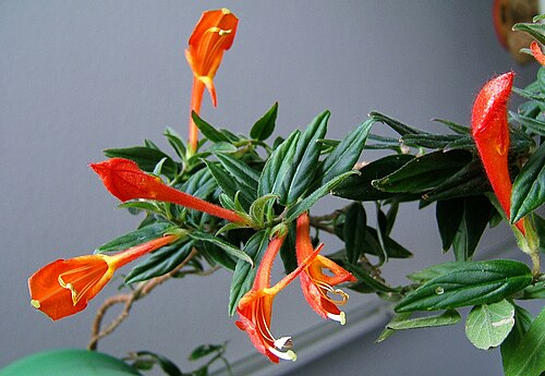 Columnea crassifolia: Goldfish Plant