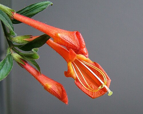 Columnea crassifolia: Goldfish Plant
