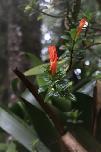 Columnea glabra (Columnea glabra)