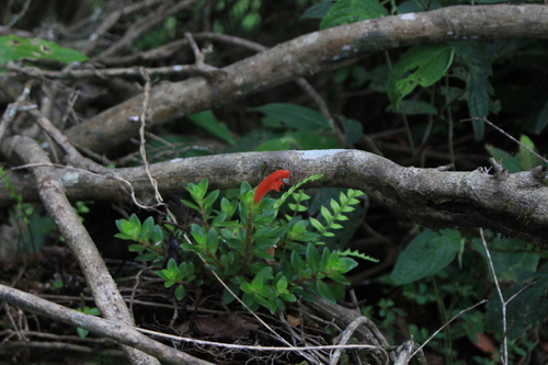 Columnea glabra (Columnea glabra)