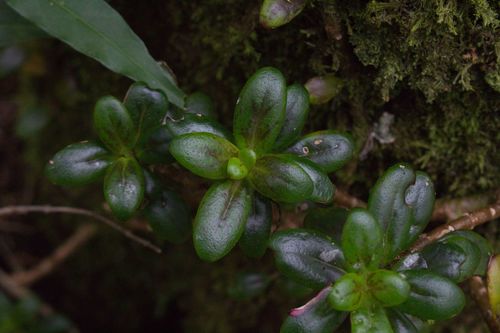 Columnea glabra (Columnea glabra)