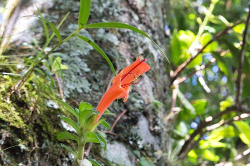 Columnea glabra (Columnea glabra)