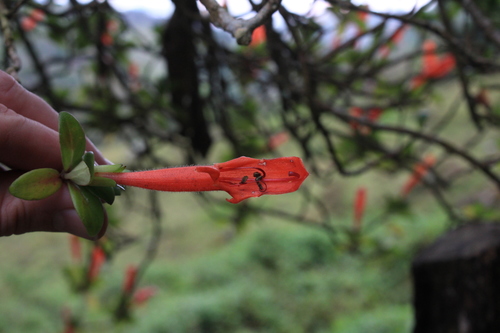 Columnea glabra (Columnea glabra)