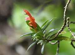 Columnea glabra (Columnea glabra)