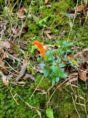 Columnea glabra (Columnea glabra)