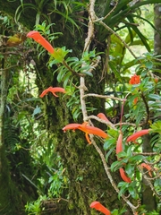 Columnea glabra (Columnea glabra)
