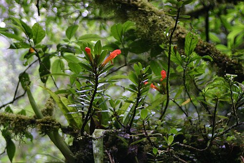Columnea glabra: Columnea cf. glabra in Monteverde, Costa Rica. Author: Cody Hinchliff, 2004.