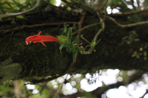 Columnea glabra (Columnea glabra)