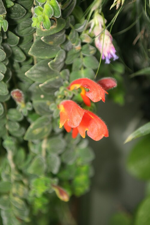 Columnea gloriosa: Columnea gloriosa Gesneriad Family - Generiaceae