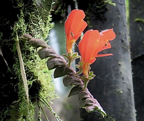 Columnea gloriosa (Columnea gloriosa)