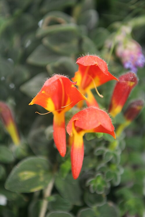 Columnea gloriosa: Columnea gloriosa Gesneriad Family - Generiaceae