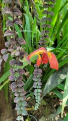 Columnea gloriosa (Columnea gloriosa)