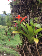 Columnea hirta (Columnea hirta)