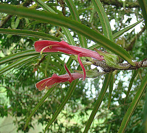 Columnea linearis: An epiphyte hanging over a tributary of the Rio San Juan, southeastern Nicaragua. In context at www.dixpix.ca/meso_america/Flora/gesneriads/index.html