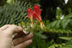 Columnea microcalyx (Columnea microcalyx)