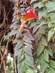 Columnea microcalyx (Columnea microcalyx)