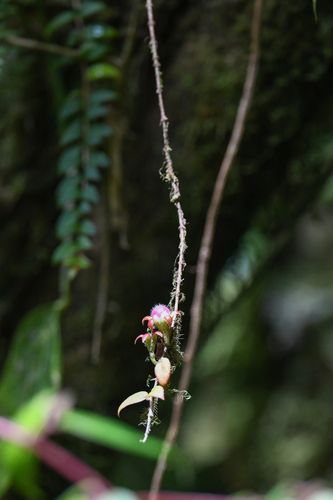 Columnea microcalyx (Columnea microcalyx)