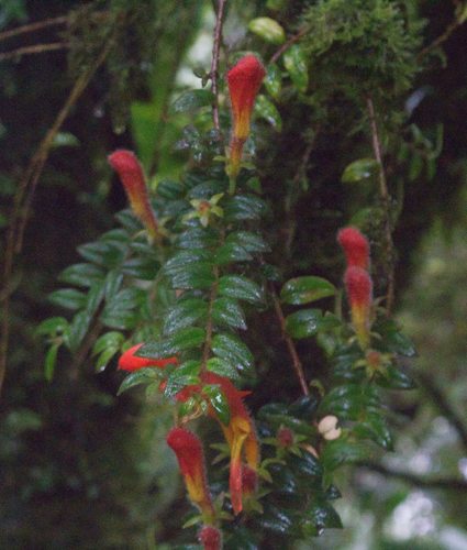 Columnea microcalyx (Columnea microcalyx)