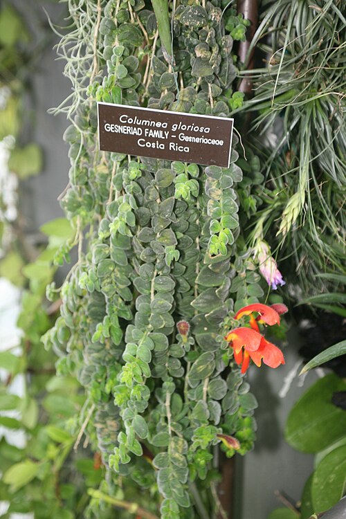 Columnea microcalyx: Columnea gloriosa Gesneriad Family - Generiaceae