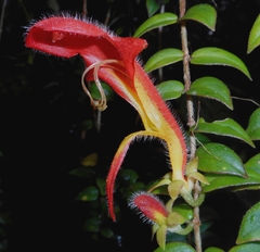 Columnea microcalyx (Columnea microcalyx)