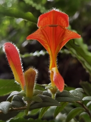Columnea microcalyx (Columnea microcalyx)
