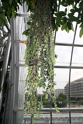 Columnea microcalyx: Goldfish Plant