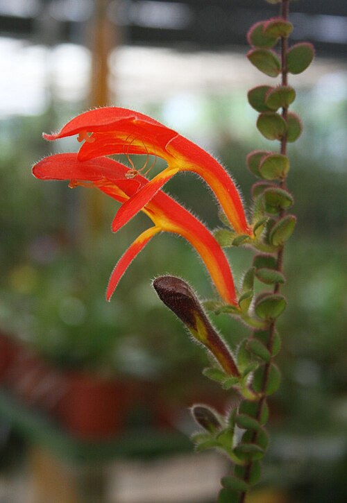 Columnea microphylla: Columnea microphylla , Gesneriengewächse (Gesneriaceae) - Costa Rica: Prov. Cartago, Paraíso, Jardín Botánico Lankester/Lankester Botanical Garden, Orchid green