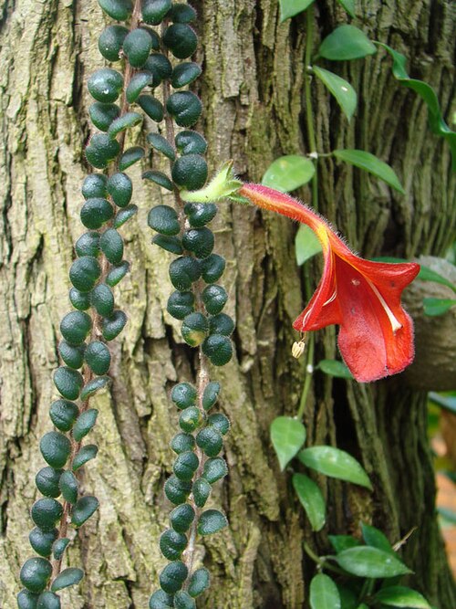 Columnea microphylla: Native to Costa Rica, but popular as a houseplant. Matthaei Gardens, Ann Arbor, Mich.