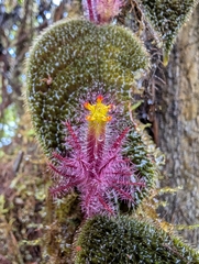 Columnea minor (Columnea minor)