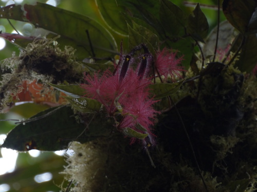 Columnea minor (Columnea minor)