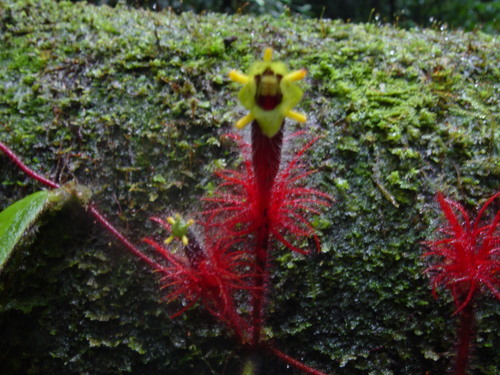 Columnea minor (Columnea minor)