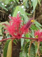 Columnea minor (Columnea minor)